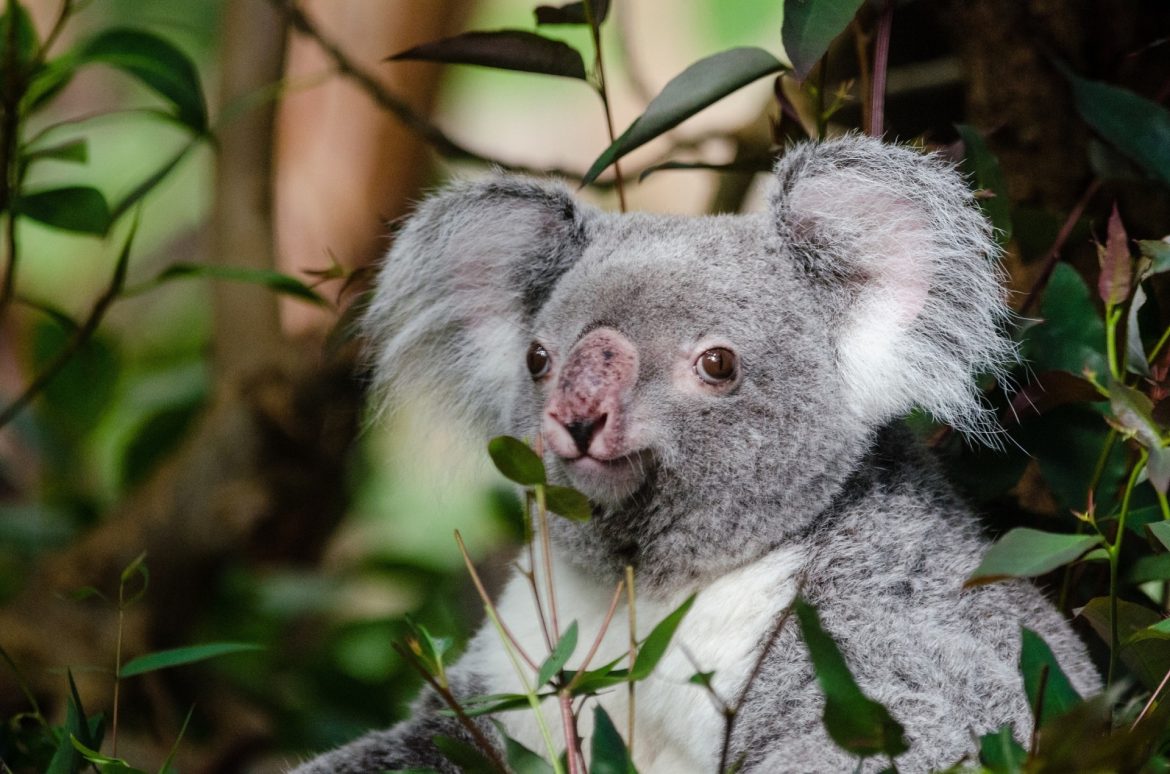 Koalas just won big: New South Wales turns forests into ultimate wildlife playground