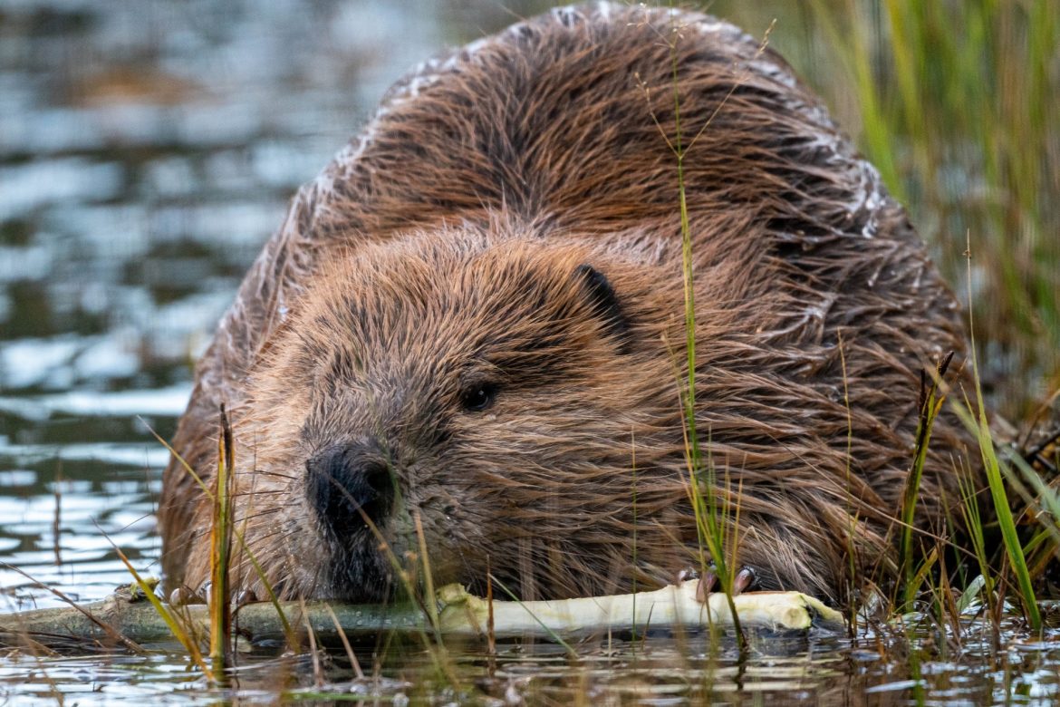 Swiss study finds the beaver is key to biodiversity