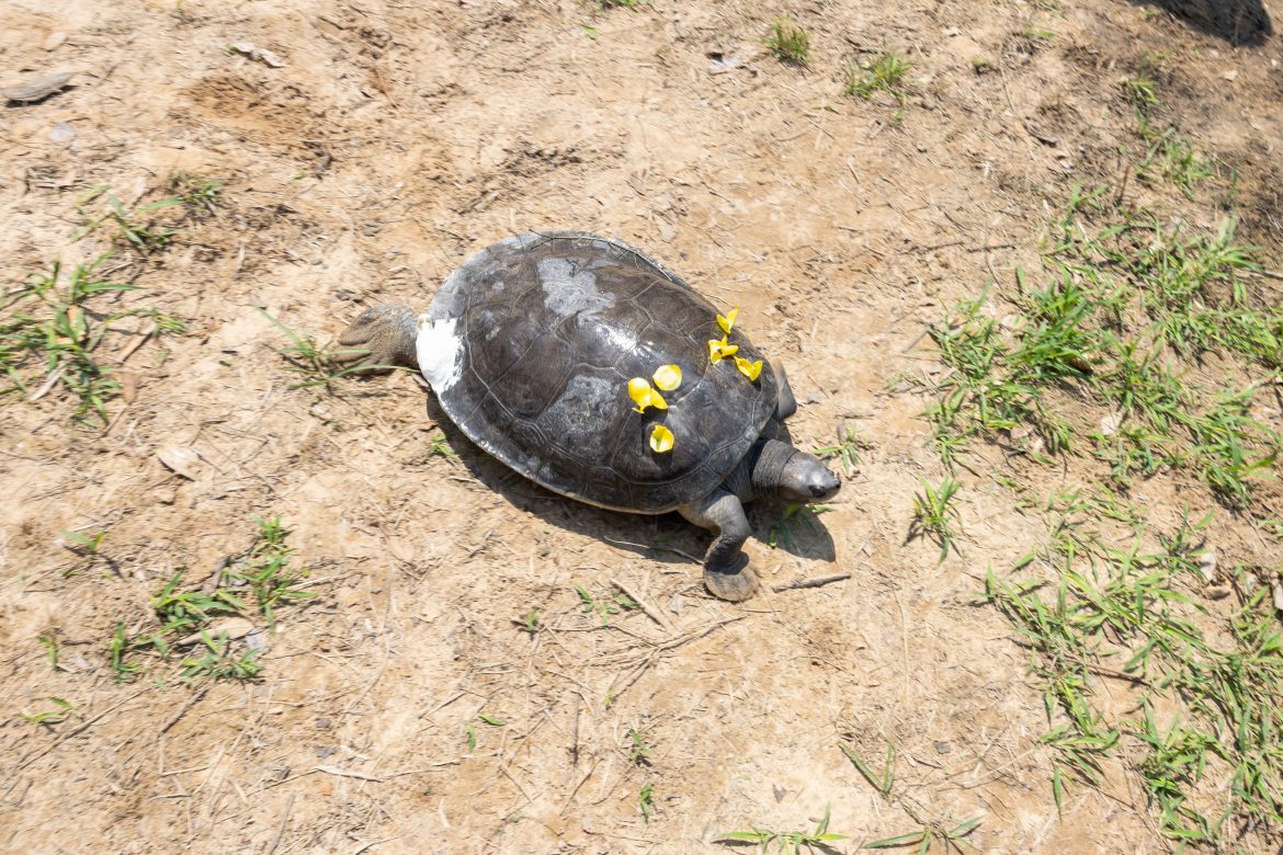 Cambodia releases critically endangered royal turtles in Sre Ambel