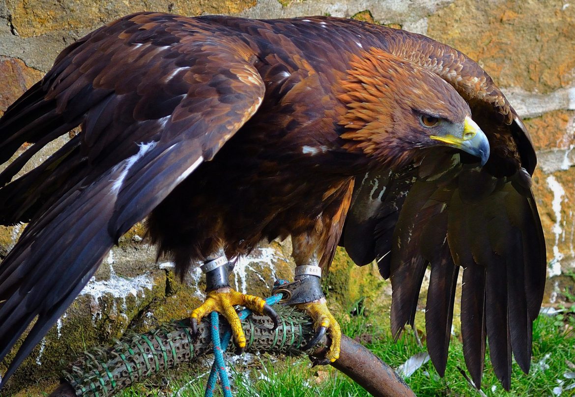 Iconic golden eagles to make comeback in England